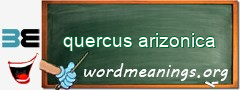 WordMeaning blackboard for quercus arizonica